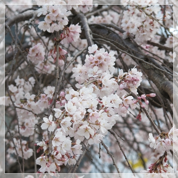 垂れ桜.JPG