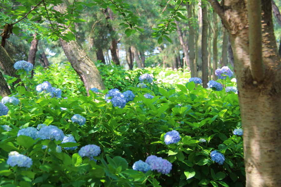 紫陽花の森.JPG